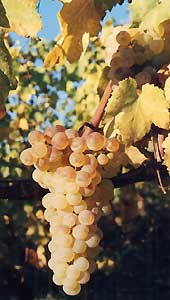 La blondeur du chasselas sur les coteaux de Moissac (cliché : Sylvie Robin)
